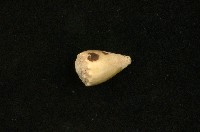 藏品(花環芋螺)的圖片